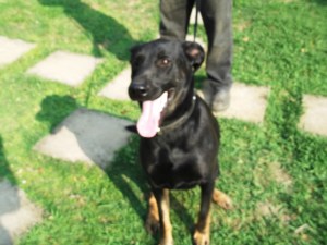 Dexter - gorgeous German Shepherd/Doberman X