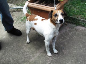 Jimmy - escape artist extraordinaire! But he's safe here at Pilyara