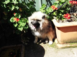 Ollie the Keeshond