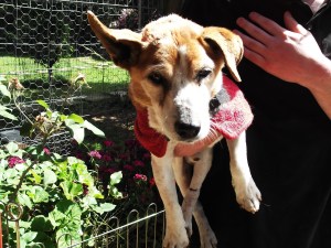 Ralph, a precious 17 yo Jack Russell