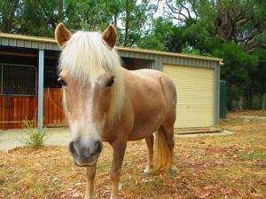 Gemma the pony. Hang on, she's ours too!