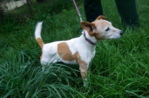 Lulu, intrepid mouse hunter!