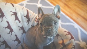 Benny the French Bulldog