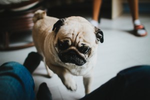 Stuart the Pug, a real live wire!